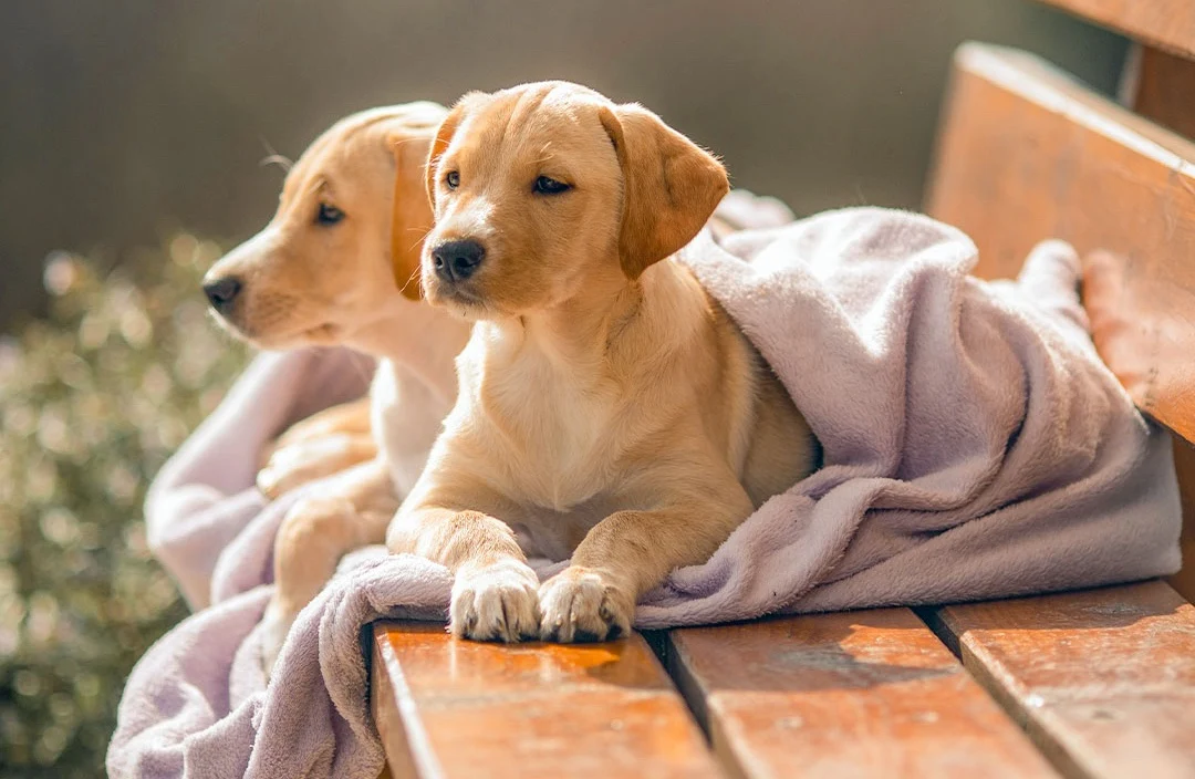Wild Nutrition for Happy Hounds